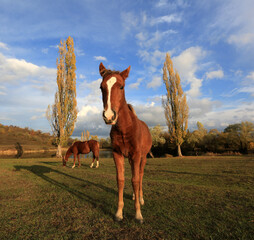Horse foal on a meadow in a mountain valley on a sunny autumn day