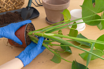 Transplanting Monstera into new pot at home.