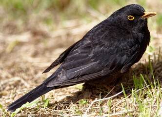 detail of blackbird near a canal