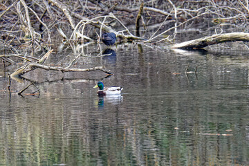 mallard in a lake