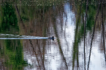 detail of Eurasian coot on the lake