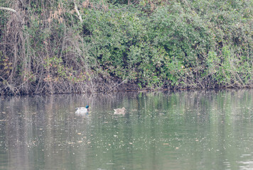 mallard in a lake