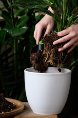 Green plant transplant close up. Home plants gardening, floral concept with soil and roots close up photography. Green plant in studio, flower shop.