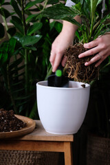 Green plant transplant close up. Home plants gardening, floral concept with soil and roots close up photography. Green plant in studio, flower shop.