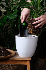 Green plant transplant close up. Home plants gardening, floral concept with soil and roots close up photography. Green plant in studio, flower shop.