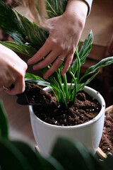 Green plant transplant close up. Home plants gardening, floral concept with soil and roots close up photography. Green plant in studio, flower shop.