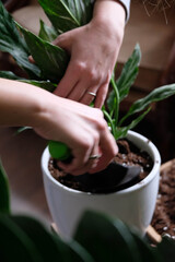 Green plant transplant close up. Home plants gardening, floral concept with soil and roots close up photography. Green plant in studio, flower shop.
