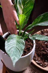 Green plant transplant close up. Home plants gardening, floral concept with soil and roots close up photography. Green plant in studio, flower shop.