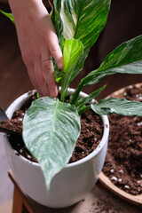 Green plant transplant close up. Home plants gardening, floral concept with soil and roots close up photography. Green plant in studio, flower shop.