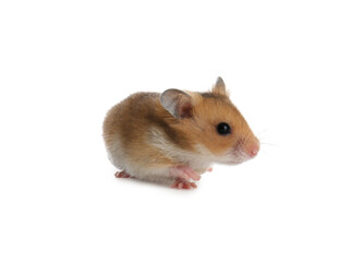 Cute little fluffy hamster on white background