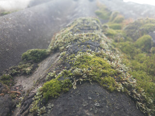 Some early spring moss on the roof