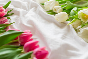 Pink and white Tulips isolated on white cloth background with copy space. Minimal floral mock up concept. Valentine's Day, Easter, Birthday, Happy Women's Day concept