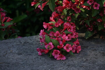 Brommbeere, Rot, Hummel, Sommer, Rosa