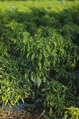Green chili agriculture field in India