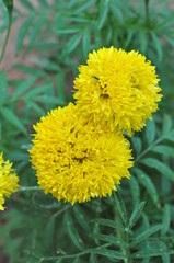 yellow dandelion flower in our garden 