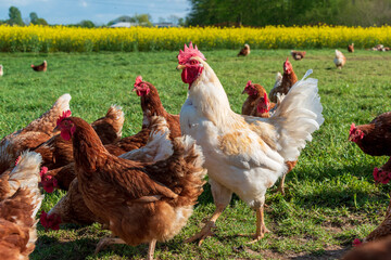 Artgerechte Tierhaltung in Schleswig-Holstein. Frei laufende Hühner auf einer Wiese in Moorsee bei Kiel