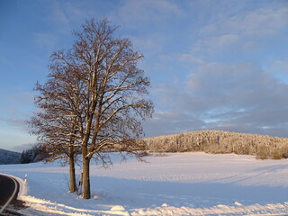 snowy and sunny winter landscape