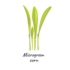 Young microgreen corn sprouts, corn microgreen growing, young green leaves, healthy lifestyle concept, vegan healthy food. Realistic illustration by hand isolated on white background.