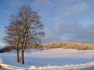 snowy and sunny winter landscape