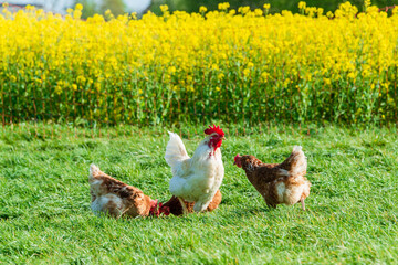 Artgerechte Tierhaltung in Schleswig-Holstein. Frei laufende Hühner auf einer Wiese in Moorsee bei Kiel