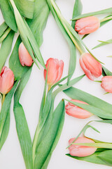 Pink tulips on a white background. Spring card. Beautiful spring flowers. Concept of tenderness, delicate flowers. Copy space