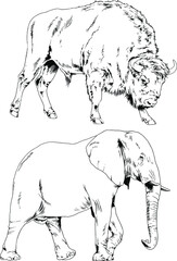 set of vector drawings animals, drawn by hand with a liner, for logos and tattoos