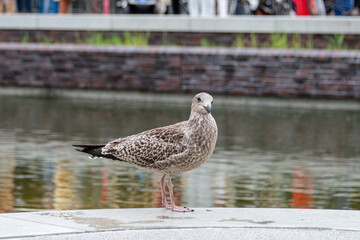 Silbermöwe Jungtier im Innenstdtbereich einer norddeutschen Stadt © penofoto.de