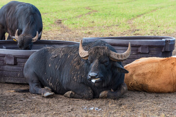 Obraz premium Freilaufende Wasserbüffel auf einer Weide im Sommer
