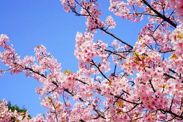 満開の桜と青空