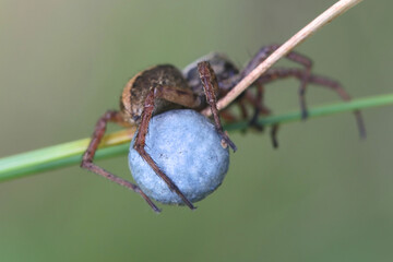 Alopecosa taeniata, a wolf spider female with blue egg sac
