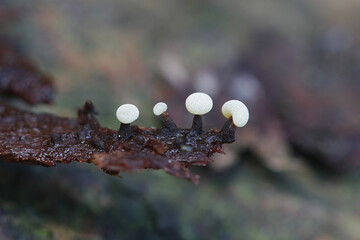 Didymium melanospermum, a slime mold growing on sphagnum moss in Finland - obrazy, fototapety, plakaty