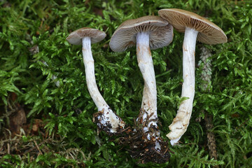 Cortinarius anomalus, known as the variable webcap, wild mushroom from Finland