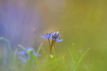 Blue scilla (squills) flowers in the spring forest