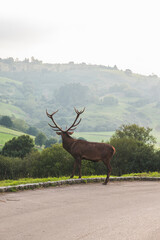 Naklejka premium Ciervo en la naturaleza vertical