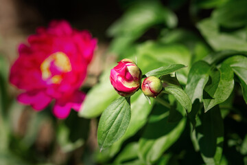 Obraz na płótnie Canvas Pink peonies bloom in the garden, spring. Beautiful juicy spring flower background. A flower bed in bright sunlight. Blurred background of green foliage. The concept of gardening, decorative gardening