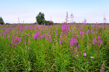 A lot of pink inflorescences of Blooming Sally grow in the meadow. Willow-herb. Chamaenerion angustifolium. July 2020, Gomel, Belarus