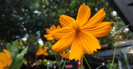 orange tiger lily