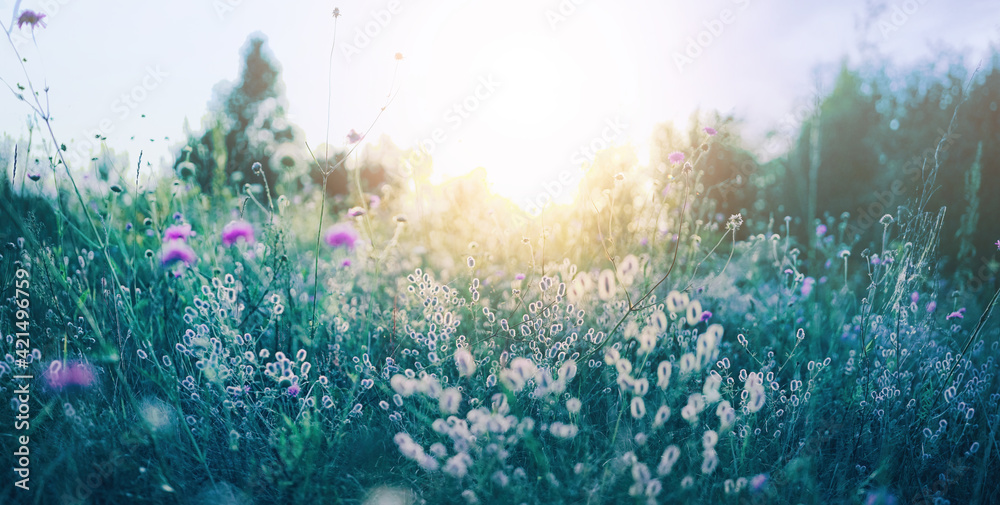 Poster blooming fluffy high wild grass in spring or summer on nature in rays of sunlight close-up, soft foc