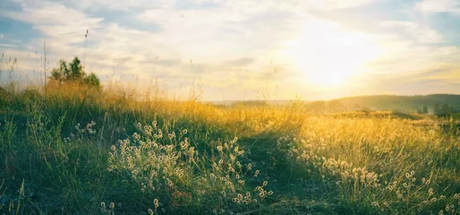  Beautiful natural panoramic countryside landscape. Blooming wild high grass in nature at sunset warm summer. Pastoral scenery. Selective focusing on foreground. © Laura Pashkevich
