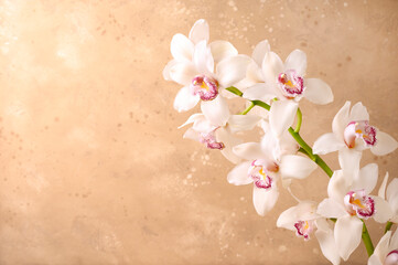 Beautiful white orchid flower on beige background. Close-up, copy space.