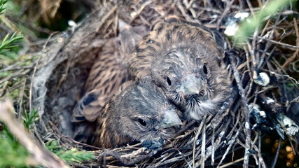 chicks in the nest
