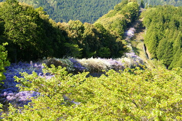 日本一長い藤棚