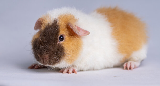 Cute US Teddy guinea pig on a light purple background