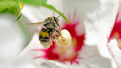  ein hummel auf duftenden, weiße hibiskusblüte   hibiskus - hummelfreundliche pflanzen © Nina