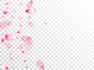 Pink sakura petals confetti flying and falling