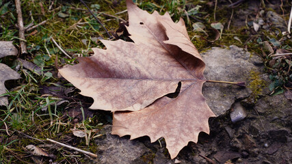 leaves on the ground