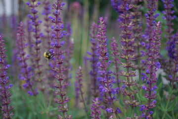 Lila, Blume, Sommer, Hummel, Freude