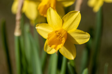 Fototapeta premium Osterglocken im Garten