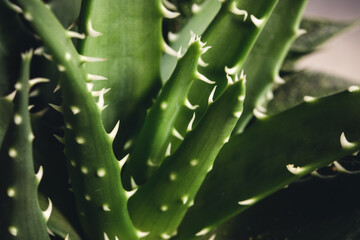 Zimmerpflanze im Detail