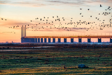 Oresund Bridge sundown with a flock of flying birds crossing the scene by the sea. Oresundsbron...